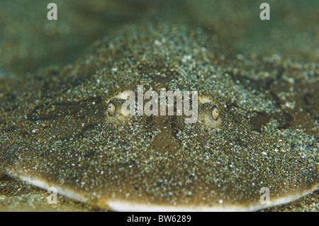 Lesser electric ray Narcine brasiliensis St Vincent Eastern Caribbean Stock Photo