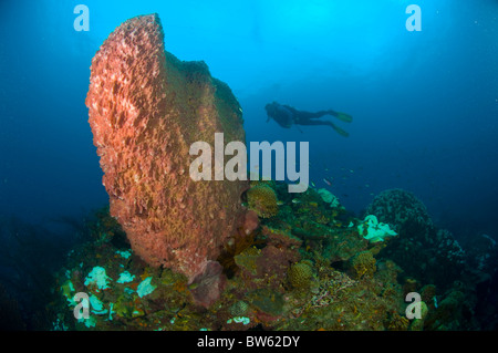 Giant Barrel sponge Demospongiae Xestospongia muta St Lucia Eastern Caribbean Stock Photo