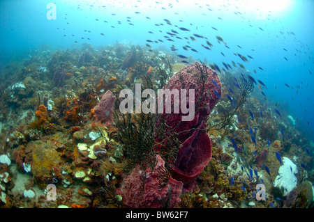 Giant Barrel sponge Demospongiae Xestospongia muta St Lucian Eastern Caribbean Stock Photo