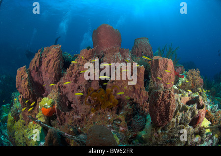 Giant Barrel sponge Demospongiae Xestospongia muta Dominica Eastern Caribbean Stock Photo
