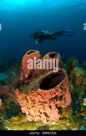 Giant Barrel sponge Demospongiae Xestospongia muta St Lucia Eastern Caribbean Stock Photo