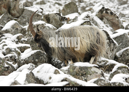 Feral goat Capra hircus male amongst rocks in snow Inverness-shire Highland Stock Photo