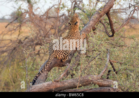 Female leopard lying on fallen tree stretching and yawning Panthera pardus Okavango delta Stock Photo