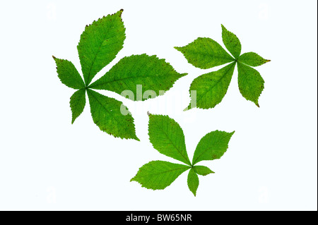 Aesculus - Horse Chestnut leaves arranged on a white background Stock Photo