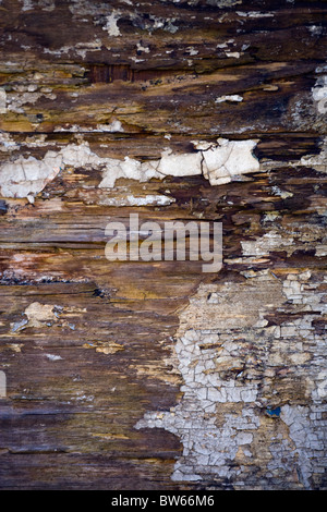 DETAILED ABSTRACT IMAGE OF OLD ROTTING WOOD Stock Photo