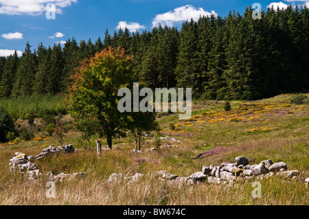 Woods near Bellever Tor, Dartmoor Stock Photo