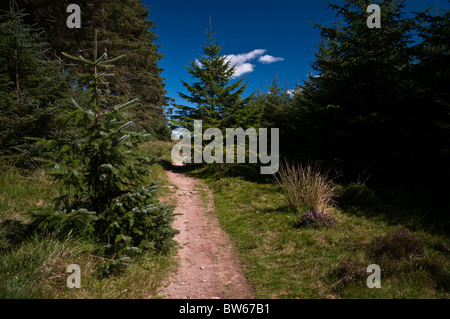 Woods near Bellever Tor, Dartmoor Stock Photo