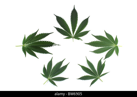 Marijuana ( cannabis ) leaves arranged for background or logo. Isolated on white Stock Photo