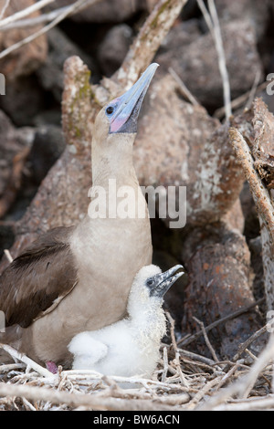 Red-footed Booby (Sula sula websteri), Eastern Pacific subspecies, brown phase, with it's downy chick in a nest Stock Photo