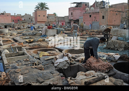 Marrakesh Morocco  - Workers in the leather tanneries on the outskirts of the Medina or old walled city area of Marrakech Stock Photo