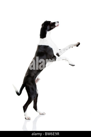 Beautiful mixed breed dog, standing over white background Stock Photo