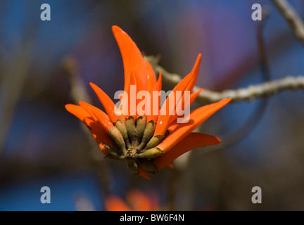 Common Coral Tree flower Erythrina lysistemon Kruger National Park South Africa Stock Photo