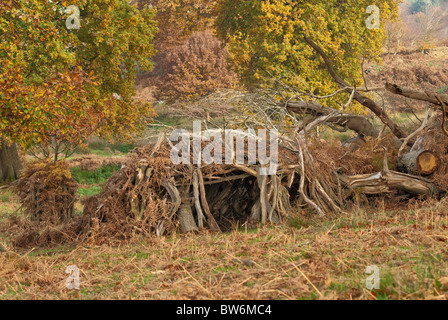 secret dwelling house camp of kids, homeless, in middle of undergrowth that is dying back due to autumn and revealing the den Stock Photo