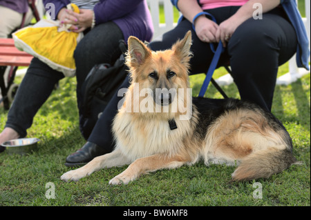 Young alsatian (german shepherd) dog lying on grass, looking at the camera Stock Photo