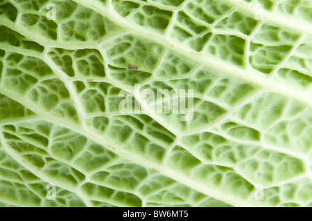 Image texture cabbage leaf Stock Photo
