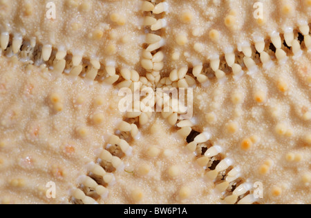 Underside (oral surface) of a sea star (red cushion star, Oreaster reticulatis) showing tube feet and radial symmetry Stock Photo