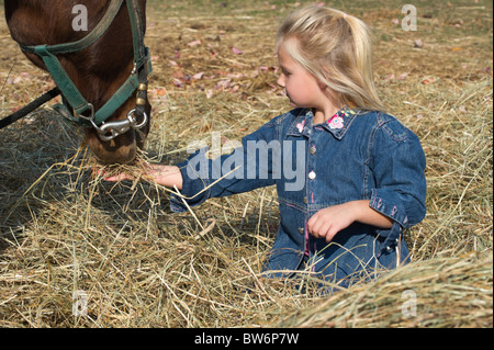 Young blonde girl feeding hay to her large quarter horse companion, 4-5 years. Stock Photo