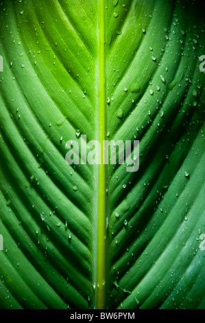 High contrast detail of large fresh leaf with water droplets Stock Photo