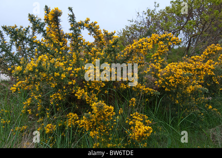 Furze, Common Gorse (Ulex europaeus), flowering bush. Stock Photo