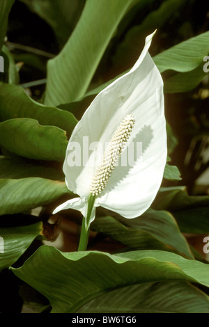 Peace Lily (Spathiphyllum wallisii), flowering. Stock Photo