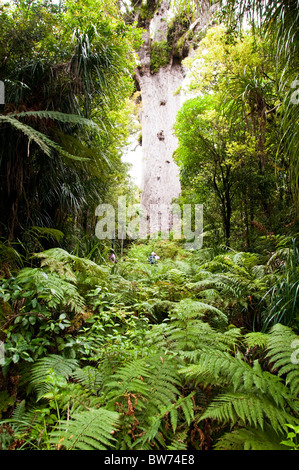 Kauris Trees,Tane Mahuta Tree,Waipoua  Forest, North Land Forest Park, North Island New Zealand Stock Photo