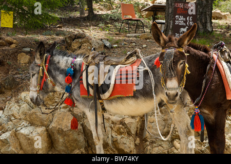 Donkeys, Troodos Mountains, Republic of Cyprus Stock Photo