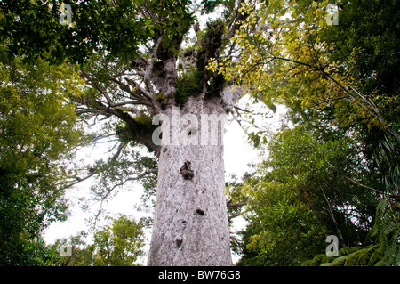 Kauris Trees,Tane Mahuta Tree,Waipoua  Forest, North Land Forest Park, North Island New Zealand Stock Photo