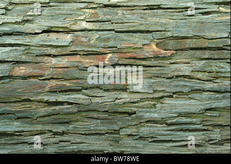 Old caucasian wingnut tree bark Pterocarya fraxinifolia Stock Photo