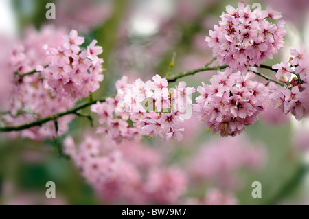 Soft pink blossom of Prunus Shosar Flowering Cherry Tree Stock Photo