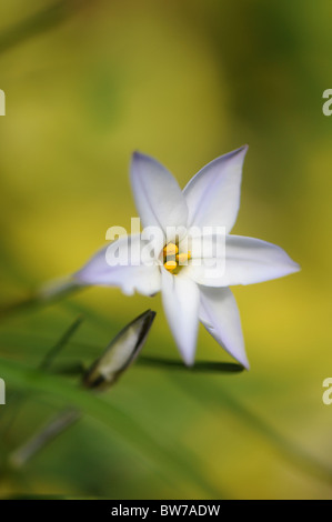 A single Pale blue flower of Ipheion - Ipheion uniflorum Stock Photo