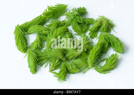 Common Spruce, Norway Spruce (Picea abies). Fresh shoots. Studio picture against a white background. Stock Photo