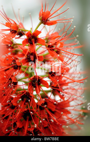 The spiky Red flowerhead of Greyia sutherlandii - Natal Bottlebrush flower Stock Photo