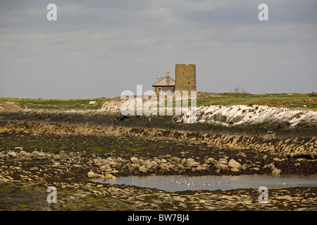 Brownsman's Island, Farne Islands, England Stock Photo