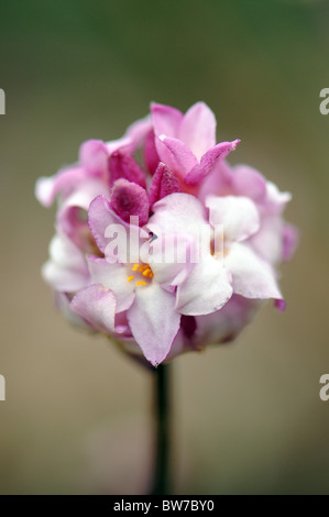 A single round flowerhead of Daphne bholua 'Limpsfield' Stock Photo