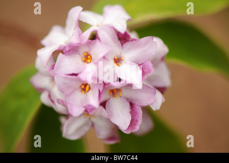 A single round flowerhead of Daphne bholua 'Limpsfield' Stock Photo