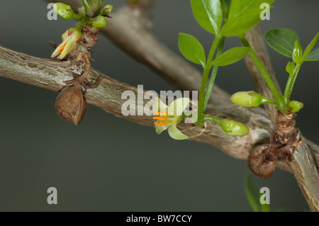 Abyssinian Myrrh (Commiphora abyssinica, Commiphora myrrha), twig with flowers and fruits of previous year. Stock Photo