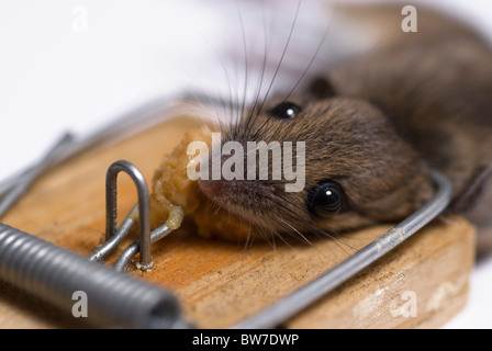 A small brown mouse caught by it's nose in a mouse trap in a loft or attic  Stock Photo - Alamy