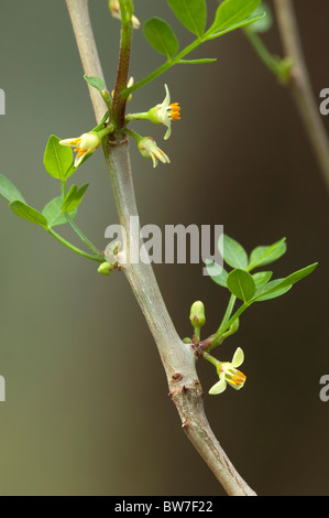 Abyssinian Myrrh (Commiphora abyssinica, Commiphora myrrha), flowering twig. Stock Photo
