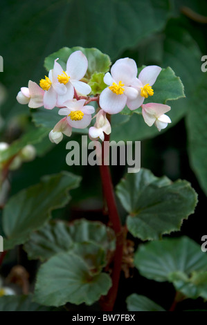 Flowering Begonia (Begonia sp.). Stock Photo