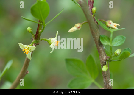 Abyssinian Myrrh (Commiphora abyssinica, Commiphora myrrha), flowering twigs. Stock Photo