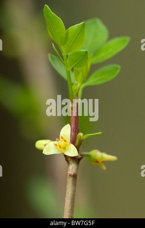 Abyssinian Myrrh (Commiphora abyssinica, Commiphora myrrha), flowering twig. Stock Photo