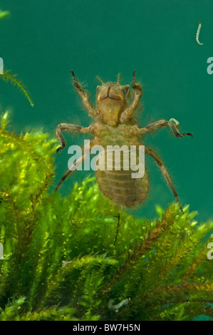 Broad-bodied Chaser (Libellula depressa). Larva under water. Stock Photo