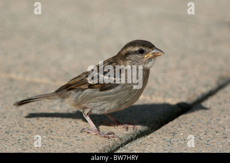 House Sparrow (Passer domesticus), juvenile standing on pavement. Stock Photo