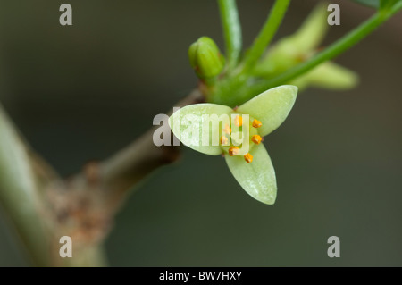 Abyssinian Myrrh (Commiphora abyssinica, Commiphora myrrha), twig with flower. Stock Photo