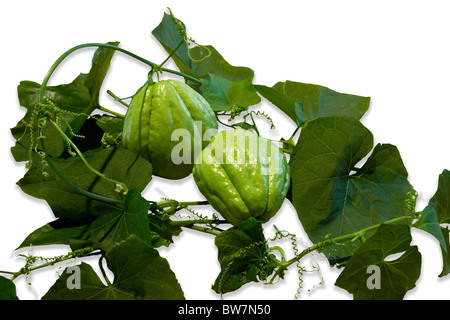 Chayotes (Sechium edule) with heart-shaped leaves photographed on a white background. Chayottes photographiées sur fond blanc. Stock Photo