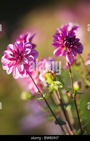 Pink colored dahlias in sunlight Stock Photo