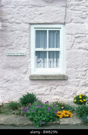 Yellow flowering plants in small border below white painted cottage with sash window and interior net curtain Stock Photo