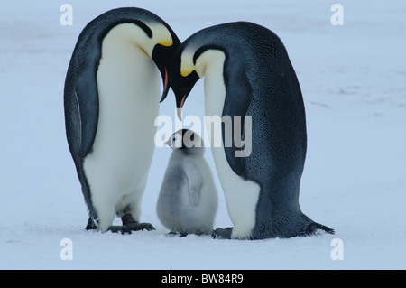 Emperor penguin {Aptenodytes forsteri} pair with chick, Antarctica Stock Photo