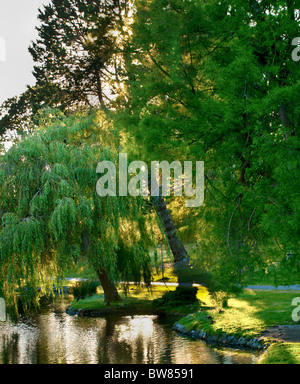 Willow Tree with Sunset in background Stock Photo