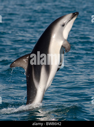 Dusky dolphin {Lagenorhynchus obscurus} leaping at surface, Kaikoura, South Island, New Zealand Stock Photo